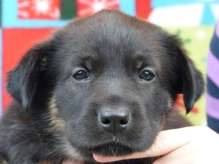 chinook puppy